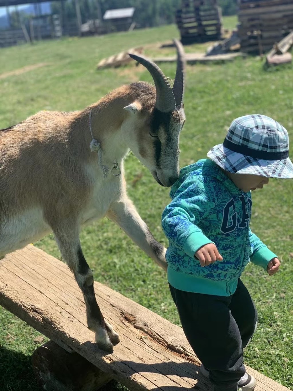 Misty Meadows Farm | 4805 Wilson Rd, Duncan, BC V9L 6L6, Canada | Phone: (778) 676-9666