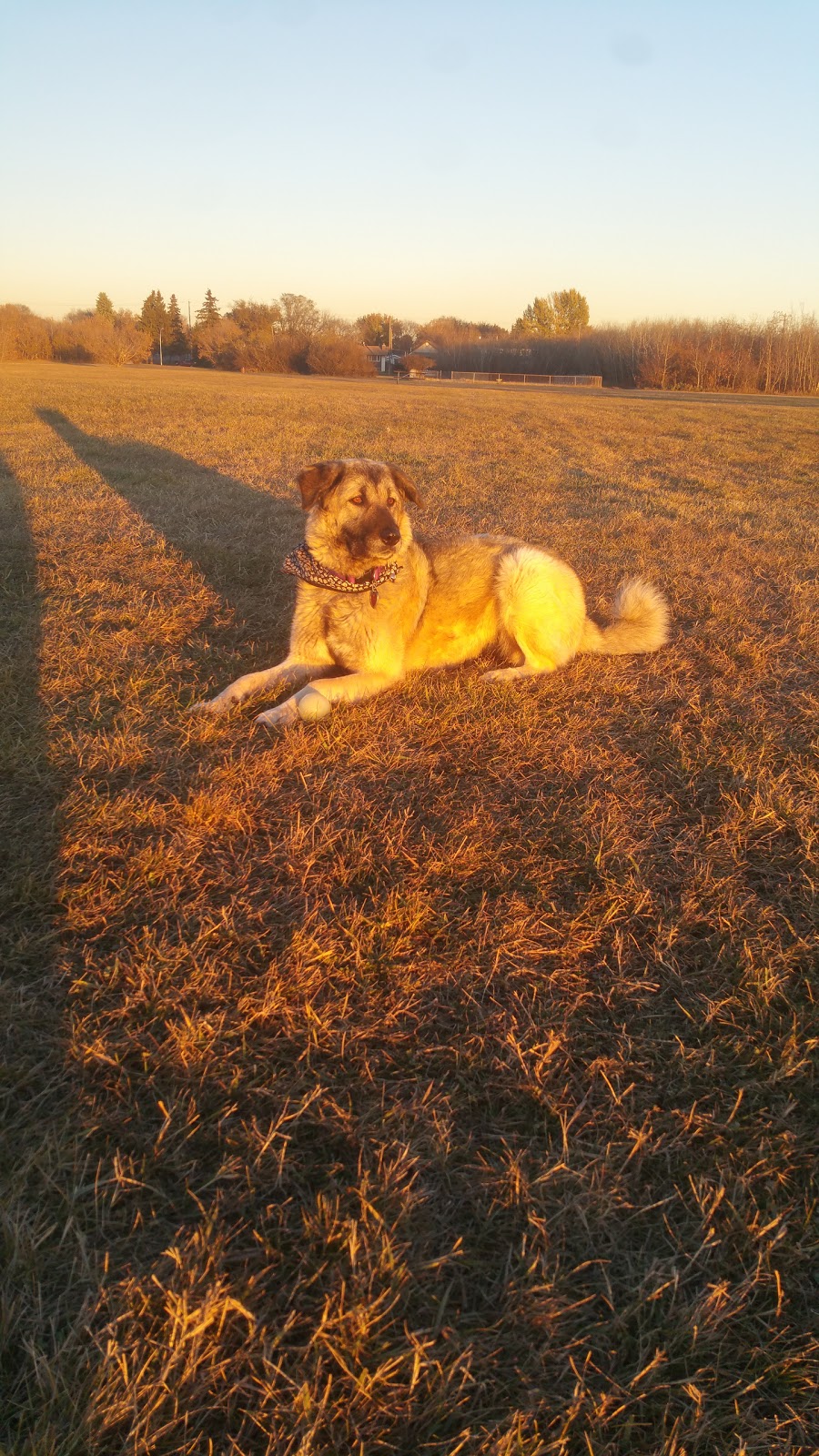 Lauderdale Off Leash Site | Lauderdale, Edmonton, AB T5E, Canada