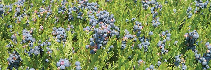 BeeCee Farm Wild Blueberries | 1243 New France Rd, Afton Station, NS B0H 1A0, Canada | Phone: (902) 318-9934