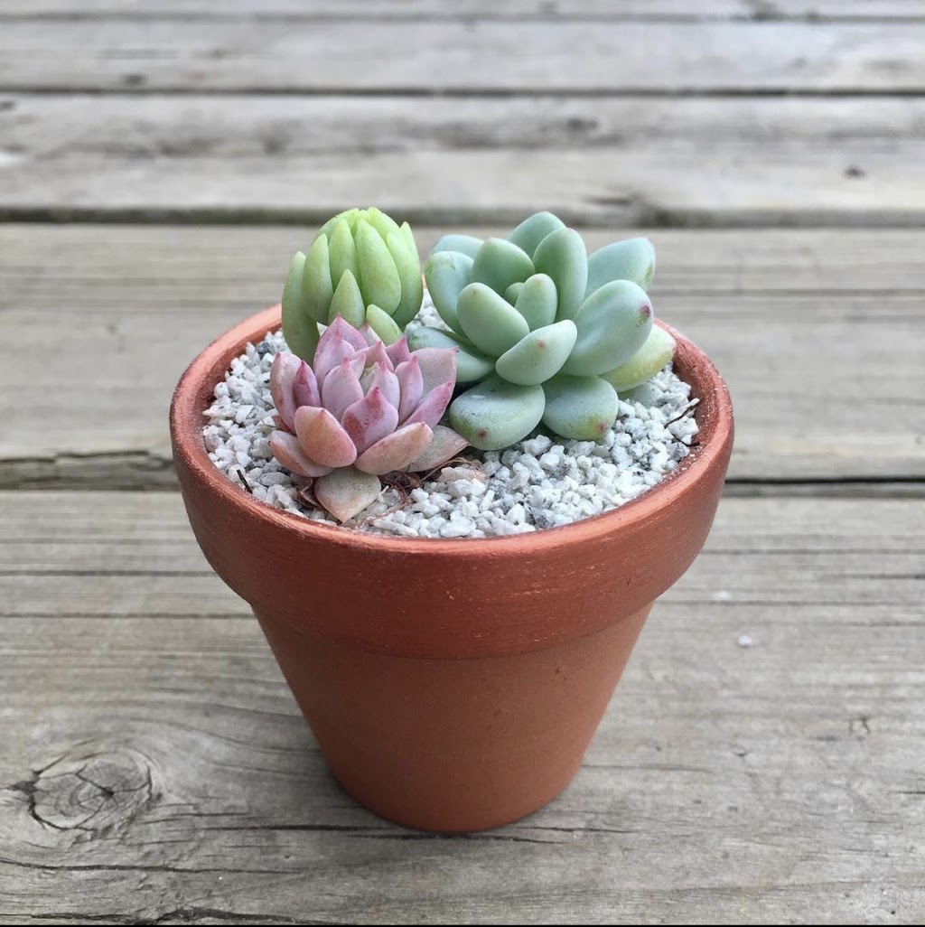 Canadian Succulents | Box 886, 3520 Durham Regional Rd 1, Uxbridge, ON L9P 1R4, Canada | Phone: (416) 464-8879