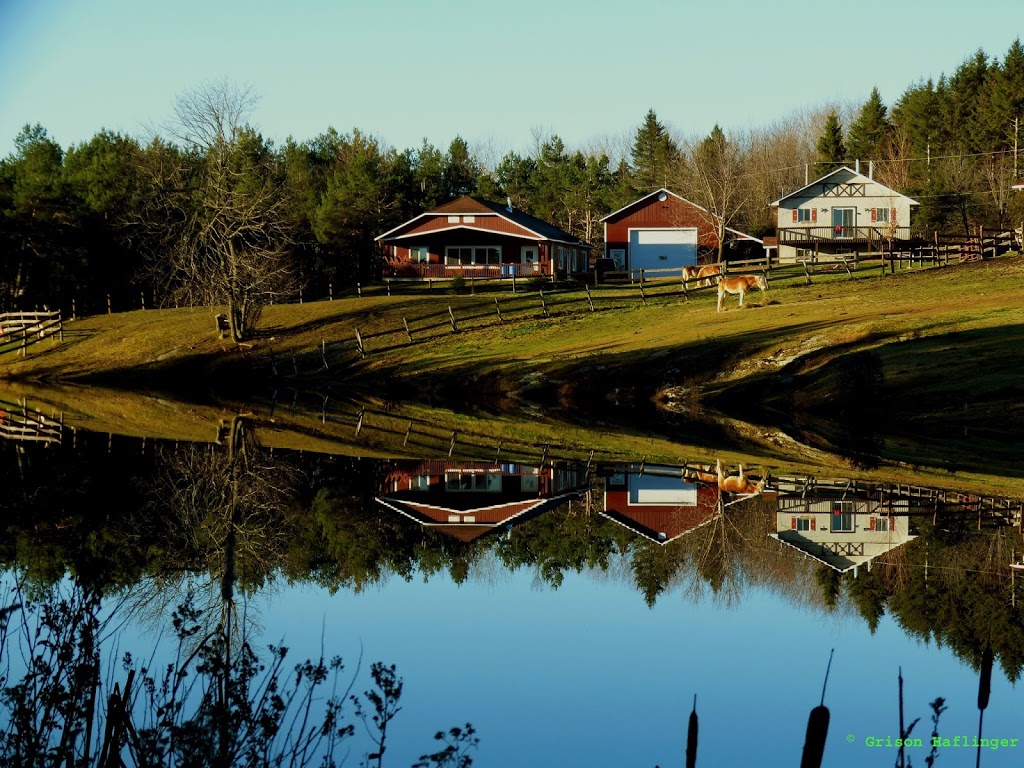 Grison Haflinger (Camp Grison) | 126 Chemin de la Grande Ligne, Racine, QC J0E 1Y0, Canada | Phone: (450) 532-4382