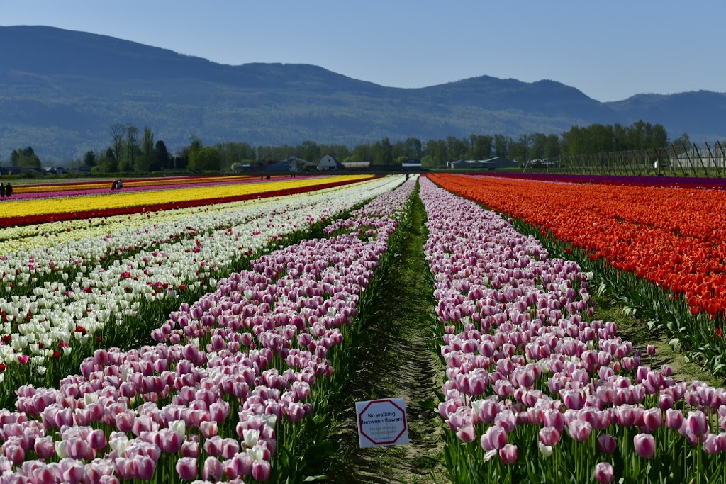 Chilliwack Tulip Festival (Tulips of the Valley) | 41310 Yale Rd, Chilliwack, BC V2R 4J3, Canada | Phone: (604) 703-6122