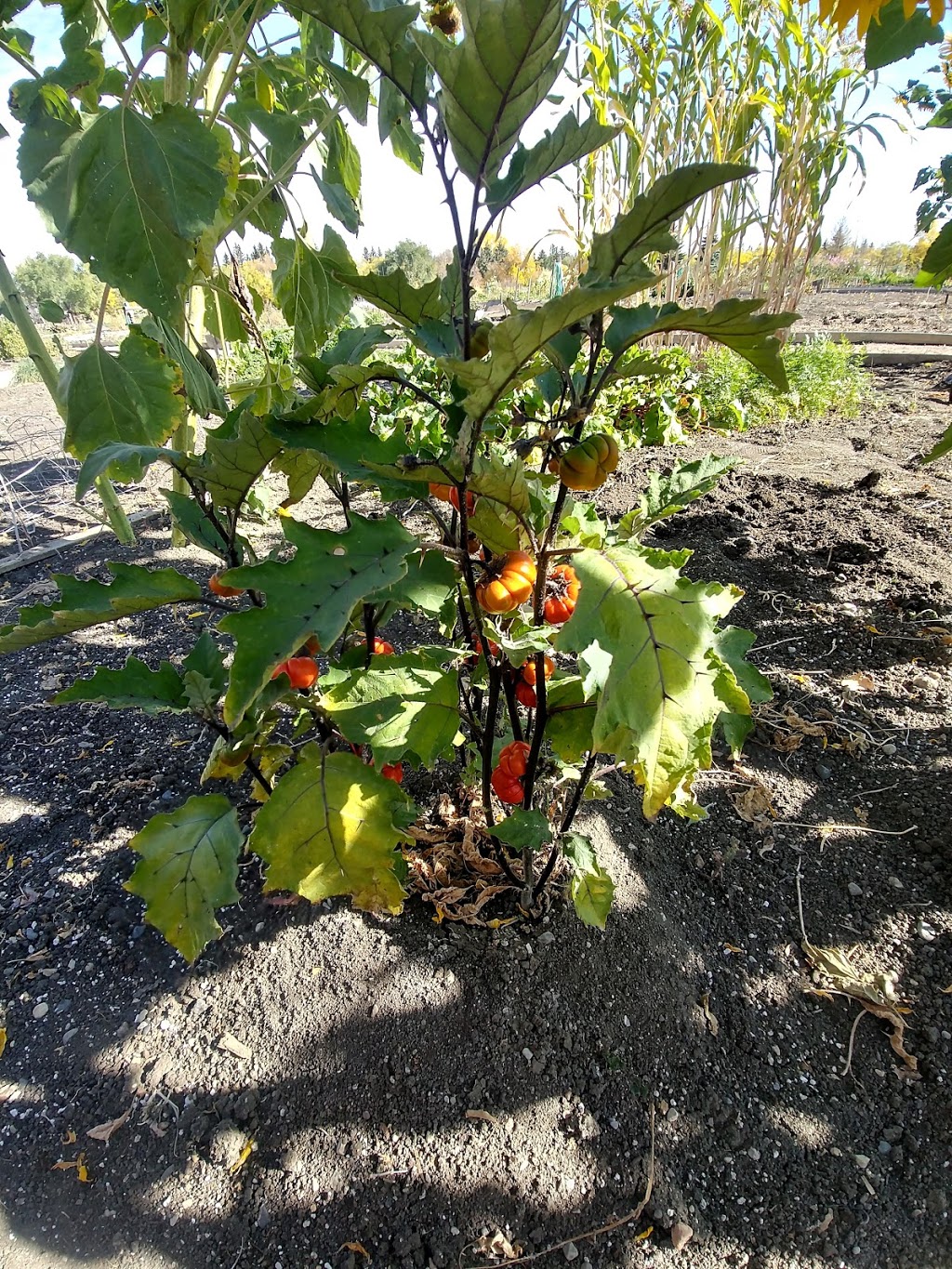 Grow Regina Community Garden | 3500 Queen St, Regina, SK S4S 7K4, Canada