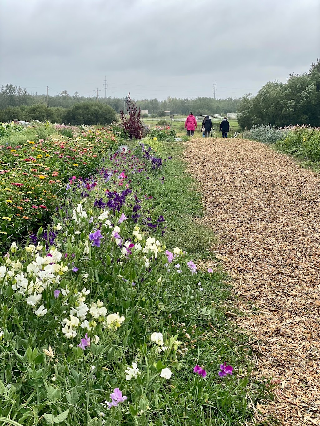 Blooms on 7 Flower Farm | 51553 Range Rd 225A, Sherwood Park, AB T8C 1H5, Canada | Phone: (780) 975-3932