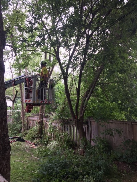 St. Catharines Tree Service | 14 Walsh Ave, St. Catharines, ON L2M 2M1, Canada | Phone: (905) 658-6586