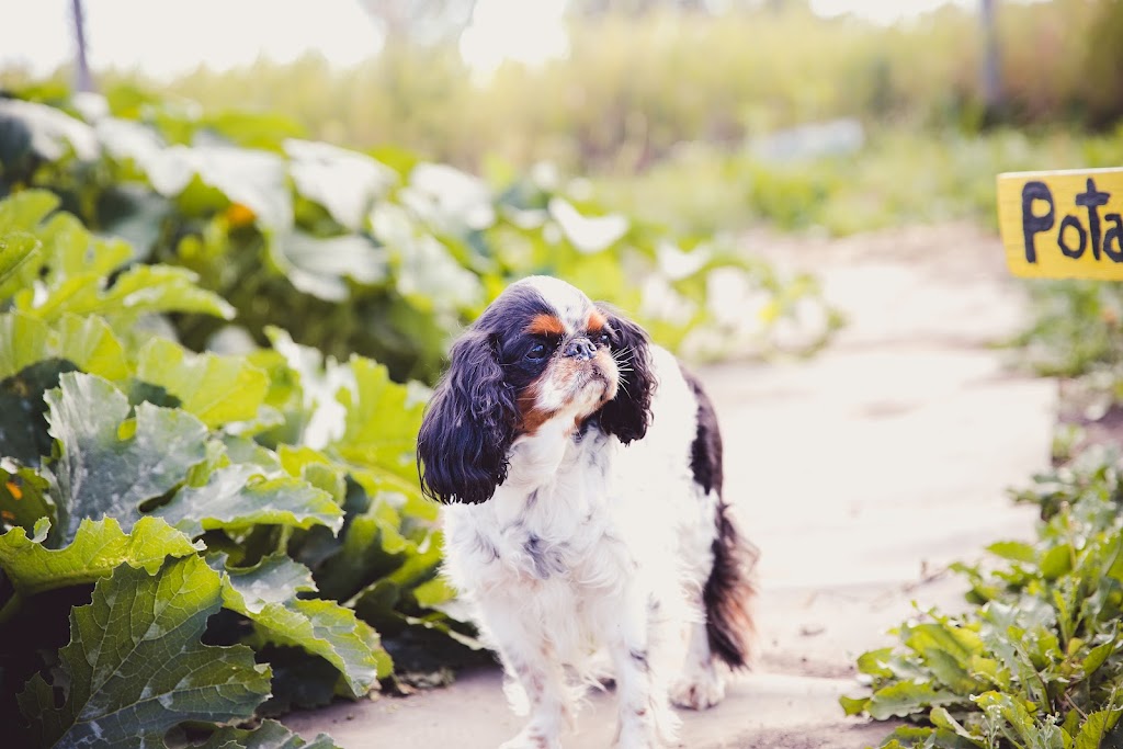 Holiday Pet Boarding | 80048 242 Ave W, De Winton, AB T1S 2Z6, Canada | Phone: (403) 510-7955