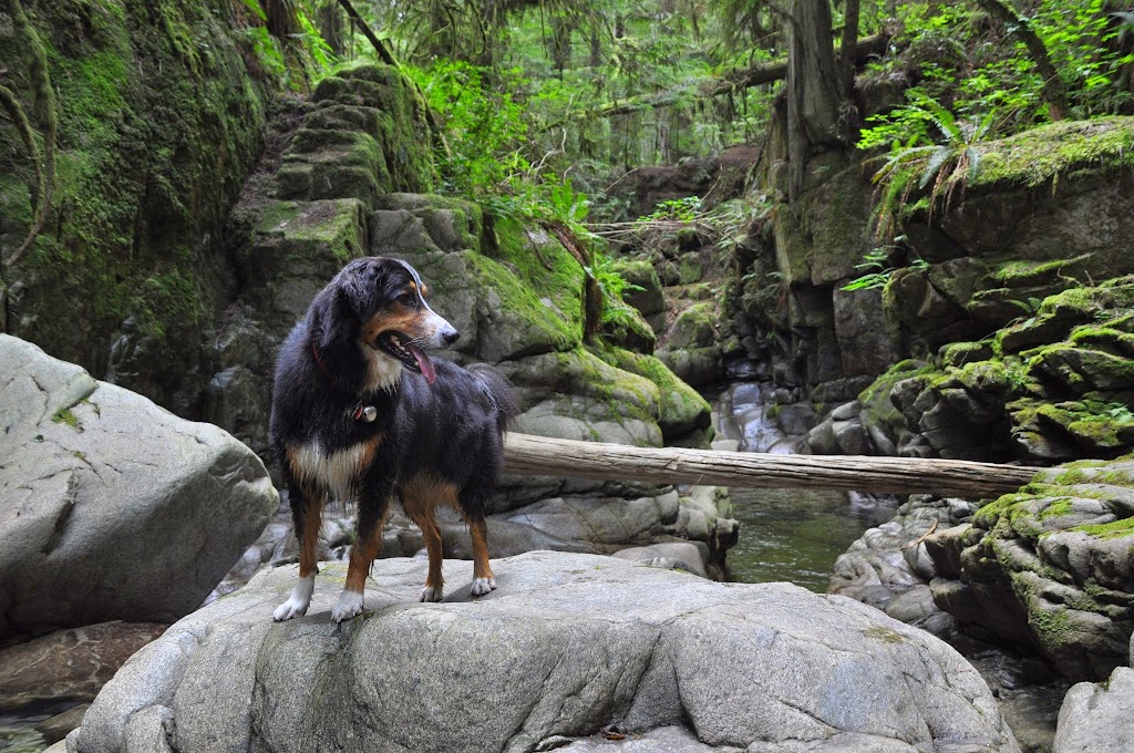 Bark Pet Care and Dog Walking | 1673 Woods Rd, Bowen Island, BC V0N 1G2, Canada | Phone: (778) 898-5950