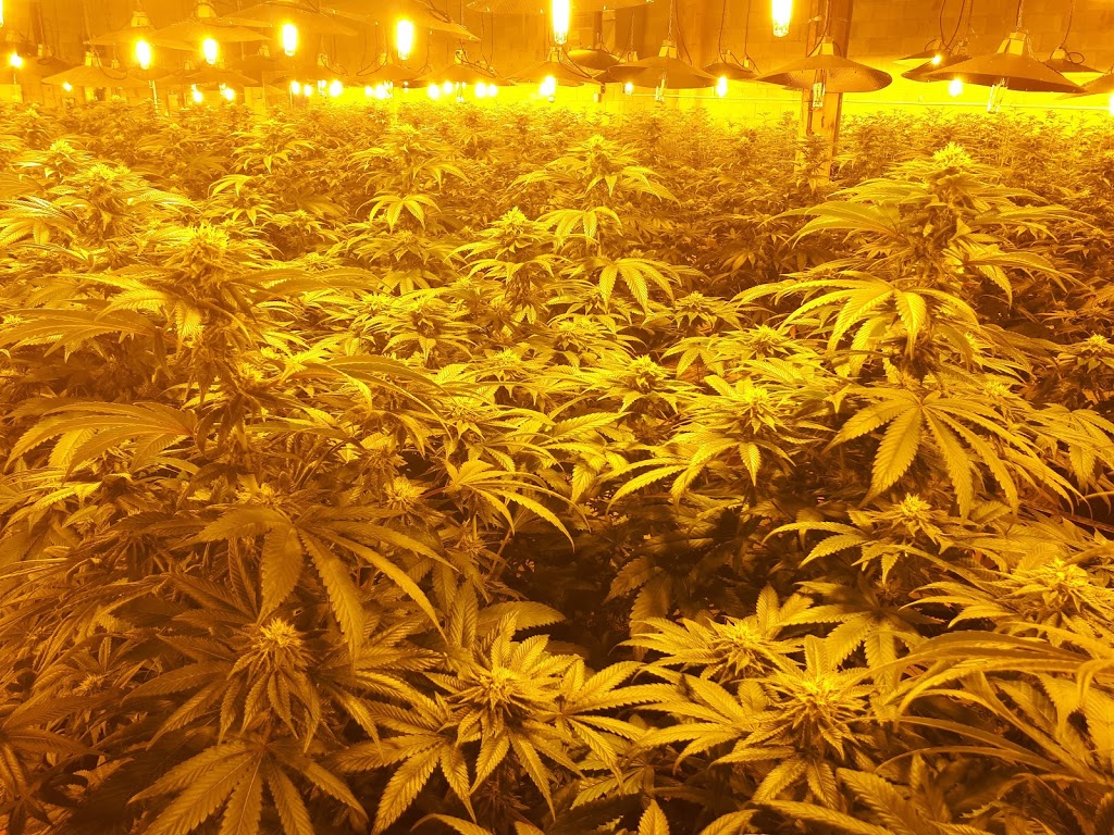 Growers World | 1775 Danforth Ave, Toronto, ON M4C 1J1, Canada | Phone: (437) 242-7732