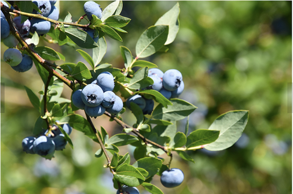 Hakkak’s Natural Blueberry Farm | 8731 No 5 Rd, Richmond, BC V6Y 2V5, Canada | Phone: (604) 364-9525