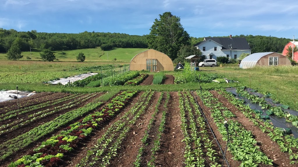 Big Barn Little Farm | 717 Meadow Green Rd, Saint Andrews, NS B0H 1X0, Canada | Phone: (902) 318-5300