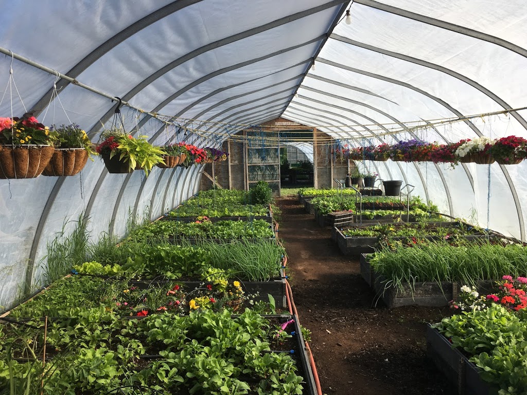 Rural Roots Nursery and Market Garden | 2674 County Rd 42, Stayner, ON L0M 1S0, Canada | Phone: (705) 305-3514