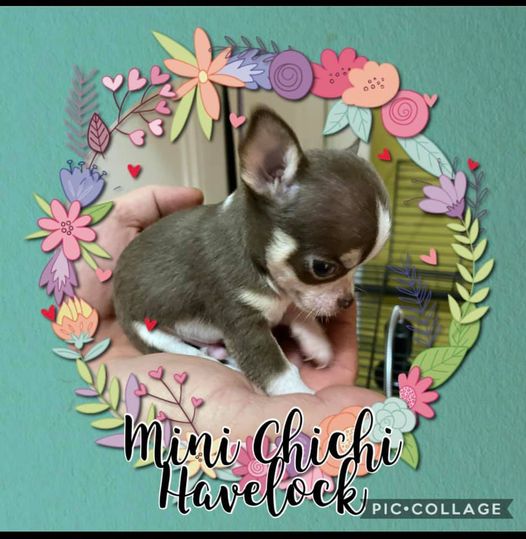 Mini Chichi Havelock | Rang St Charles, Le Haut-Saint-Laurent, QC J0S, Canada | Phone: (438) 826-3335