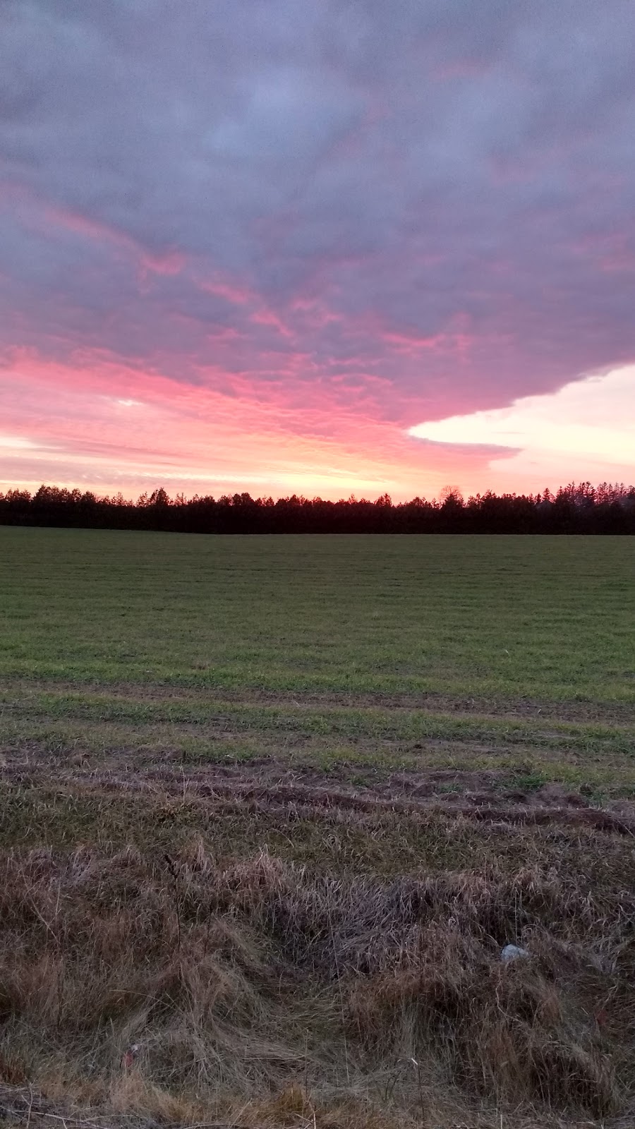 The Car Bath/Hair Of The Dog | 2264 Blueline Rd, Waterford, ON N0E 1Y0, Canada