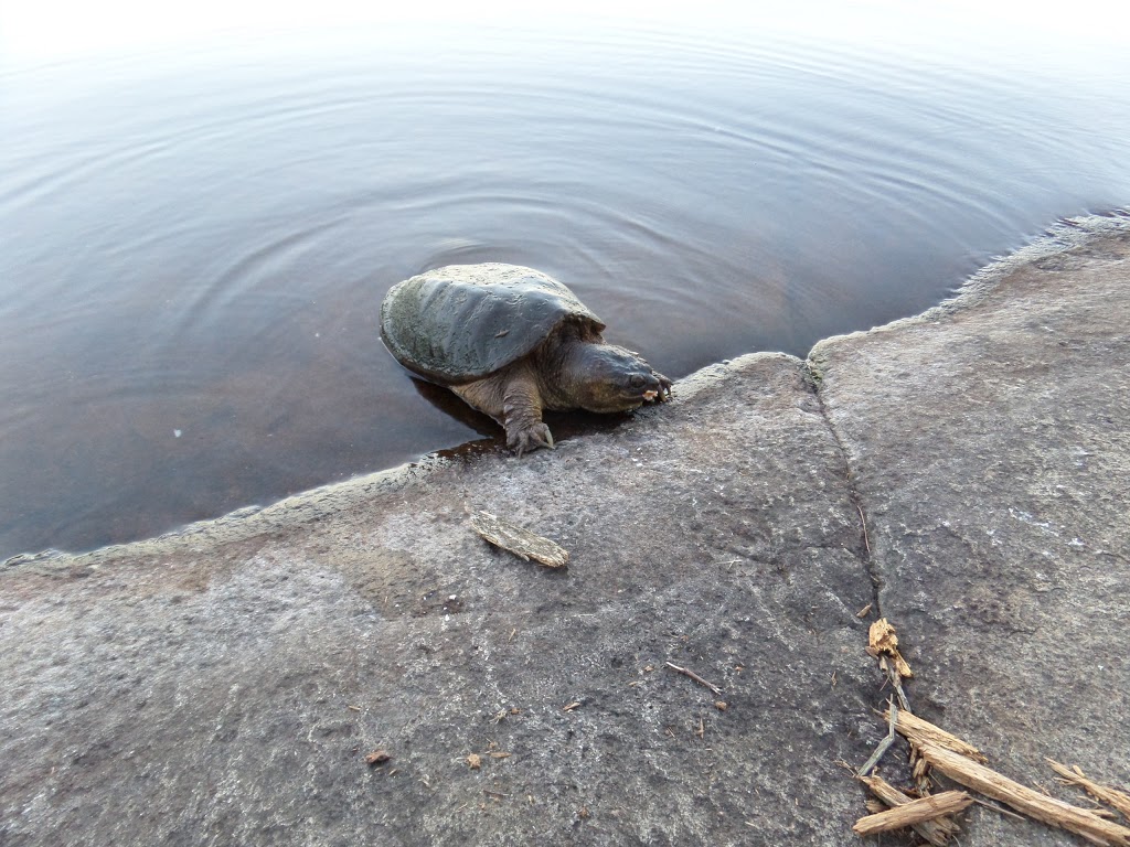 The Massasauga Provincial Park | 380 Oastler Park Dr, Parry Sound, ON P2A 2W8, Canada | Phone: (705) 378-2401