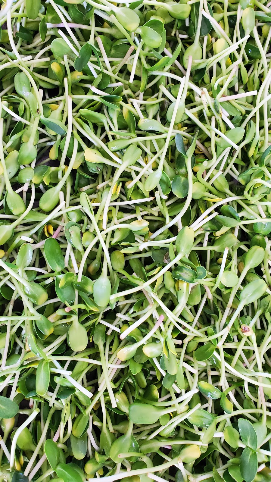 MSVFarm Microgreen kits | 109 Robin Ave, Charlottetown, PE C1A 8M5, Canada | Phone: (902) 314-1335