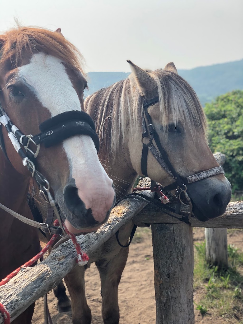 Centre Equestre Des Plateaux | 34 Chem. des Plateaux, LAnse-Saint-Jean, QC G0V 1J0, Canada | Phone: (418) 272-3231