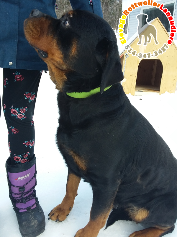 Élevage de chiots et chiens Rottweiler Lanaudière | 300 6e Rang, Saint-Calixte, QC J0K 1Z0, Canada | Phone: (514) 347-3487