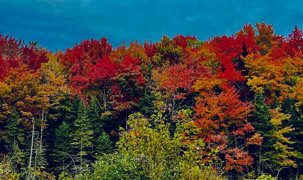 Bracebridge Golf Club and Driving Range | 1255 Muskoka District Road 117, Bracebridge, ON P1L 1W9, Canada | Phone: (705) 645-2362