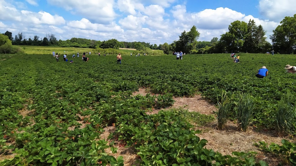 Andrews’ Scenic Acres & Scotch Block Winery | 9365 10 Side Rd, Milton, ON L9T 2X9, Canada | Phone: (905) 878-5807