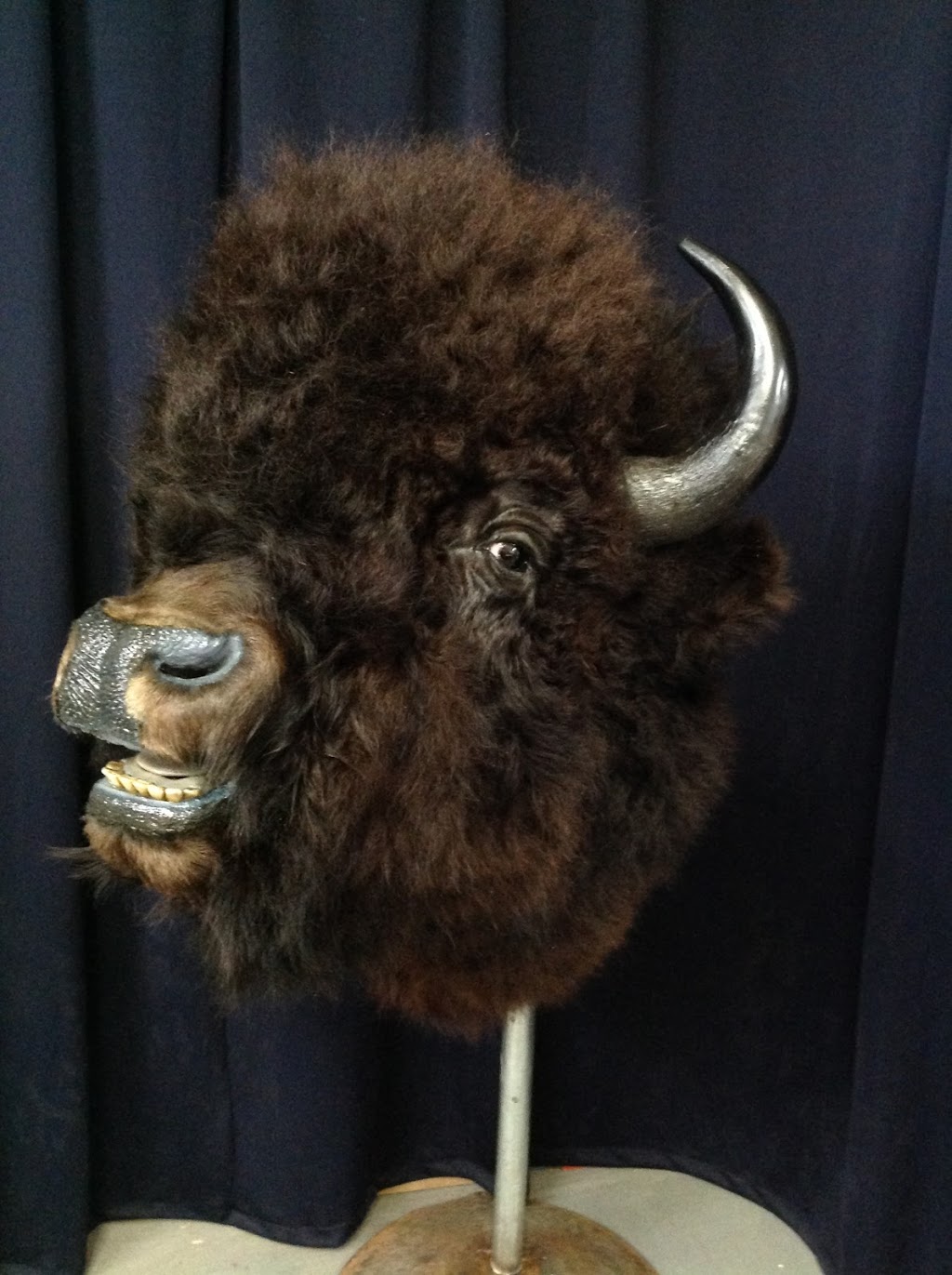 Free Spirit Taxidermy | 5112 50 St, Ponoka, AB T4J 1S3, Canada | Phone: (403) 934-8140