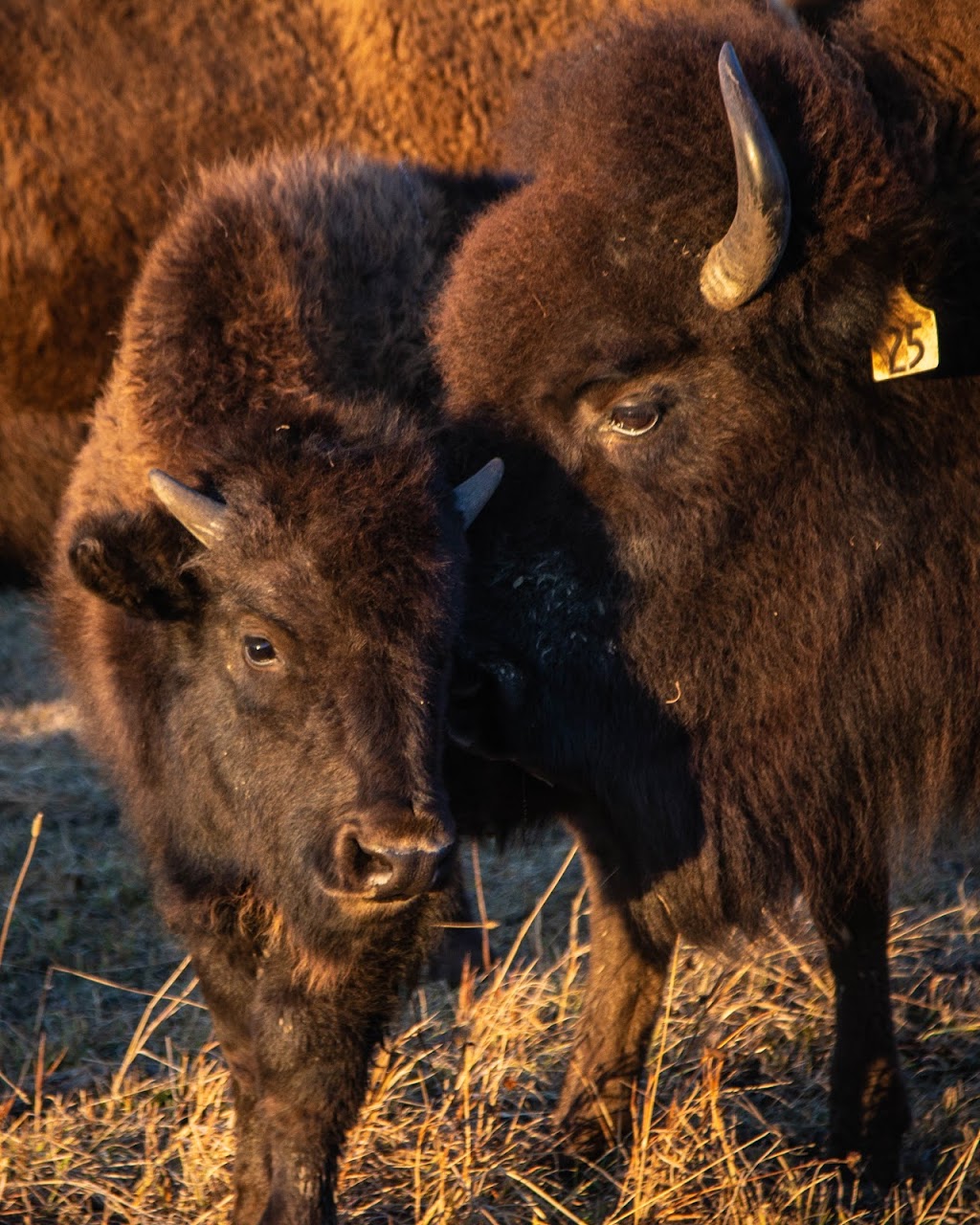 HGB Bison Ranch | 32322 AB-2A, Olds, AB T4H 1T8, Canada | Phone: (403) 559-7739