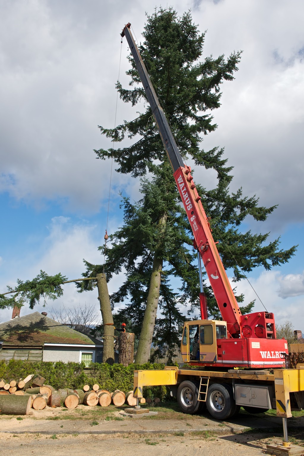 Wilson Tree Care | 5551 Admiral Way #99, Delta, BC V4K 0C9, Canada | Phone: (604) 940-2897