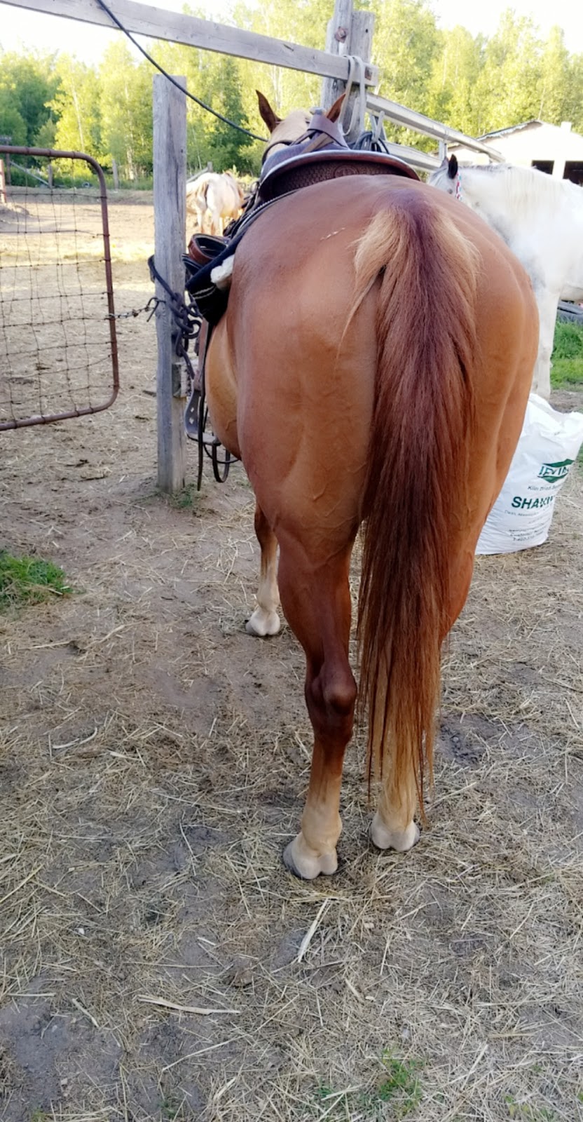 Saddle Tramp Stables | 512 Lockstead Road, Lockstead, NB E9B 1L8, Canada | Phone: (506) 627-6811