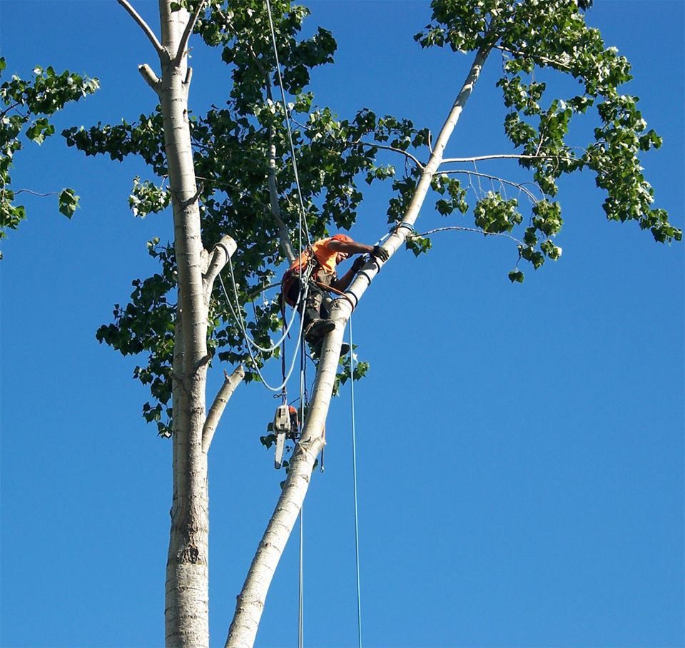 Busy Beavers Tree Service | 182 Chem. Babineau, Grande-Digue, NB E4R 3T8, Canada | Phone: (506) 850-5388