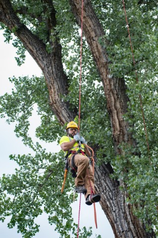 Davey Tree Expert Co. of Canada, Limited | 10 Jethro Rd, North York, ON M3L 1G9, Canada | Phone: (416) 241-7191