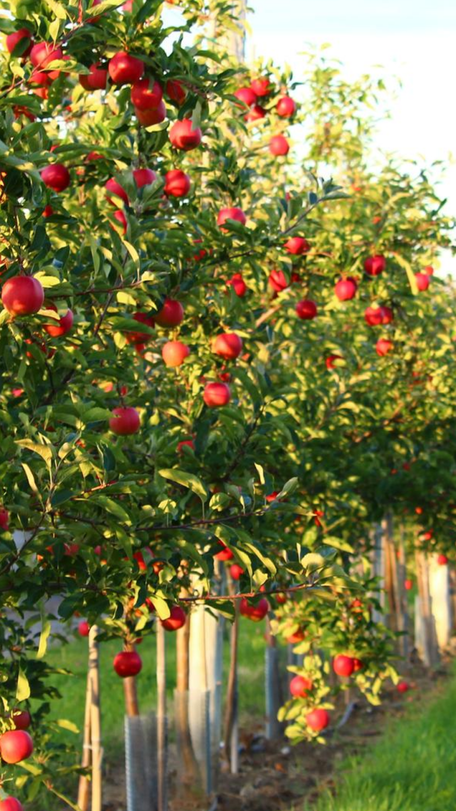 Verger Fleuripom I Cueillette de pommes | 707 Chem. Principal, Saint-Joseph-du-Lac, QC J0N 1M0, Canada | Phone: (450) 413-1910