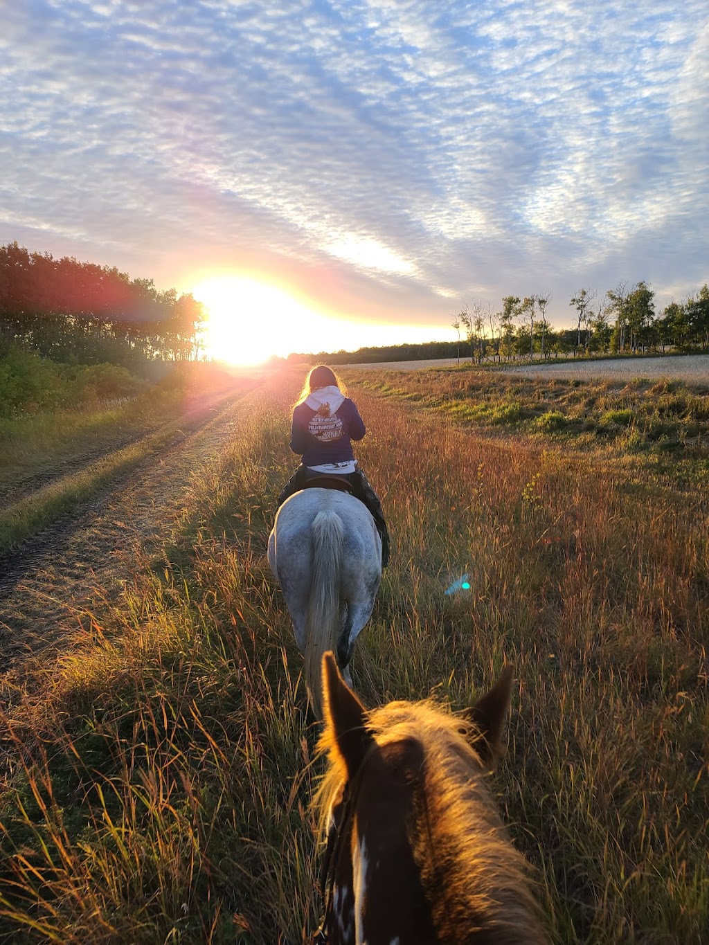 Maplewood Farms by EquineFirst | 950 Ponemah Rd, Winnipeg Beach, MB R0C 3G0, Canada | Phone: (204) 223-3074