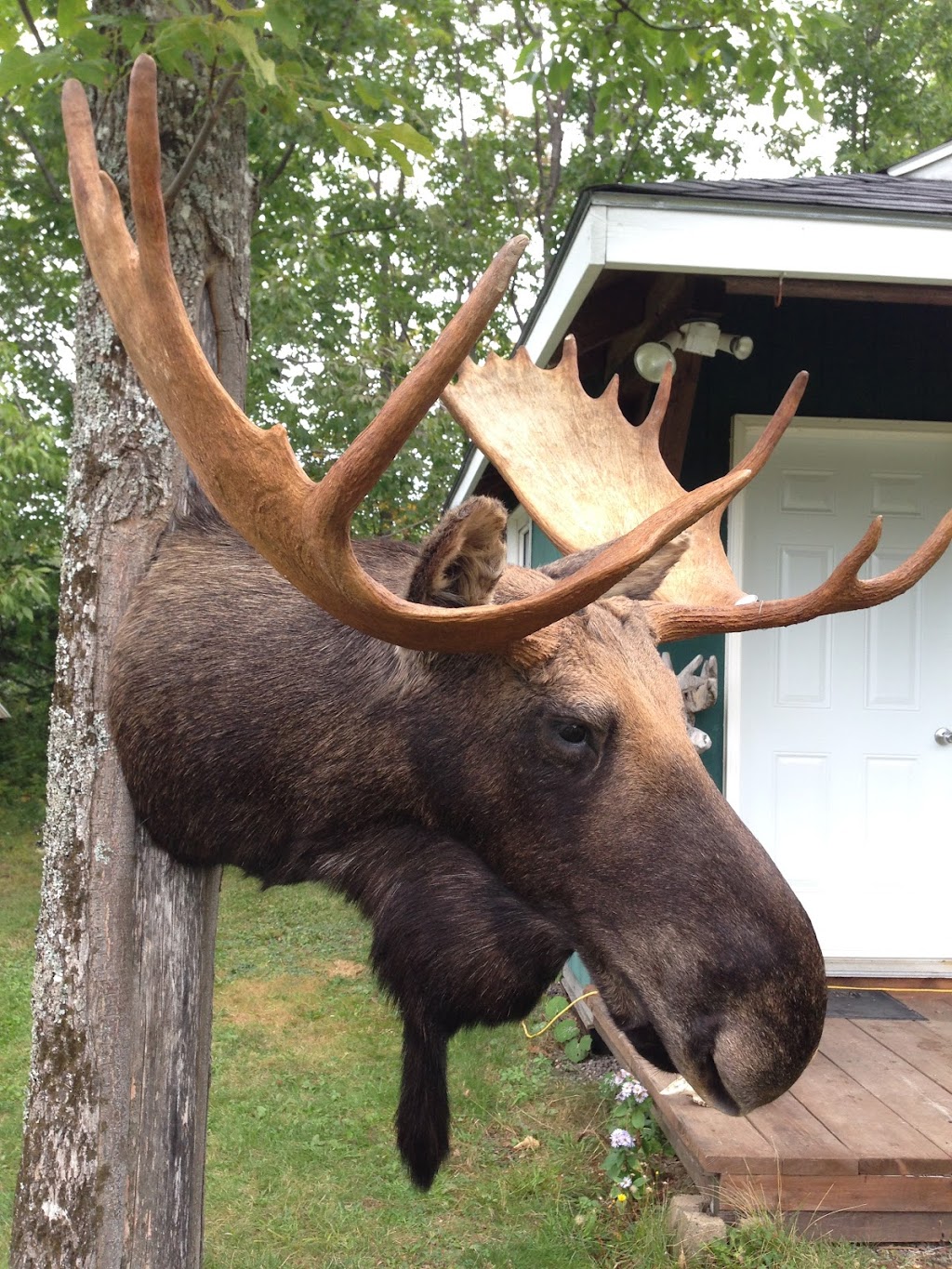 First class taxidermy | 5303 Arisaig Hwy 245, Antigonish, NS B2G 2L1, Canada | Phone: (902) 863-3640