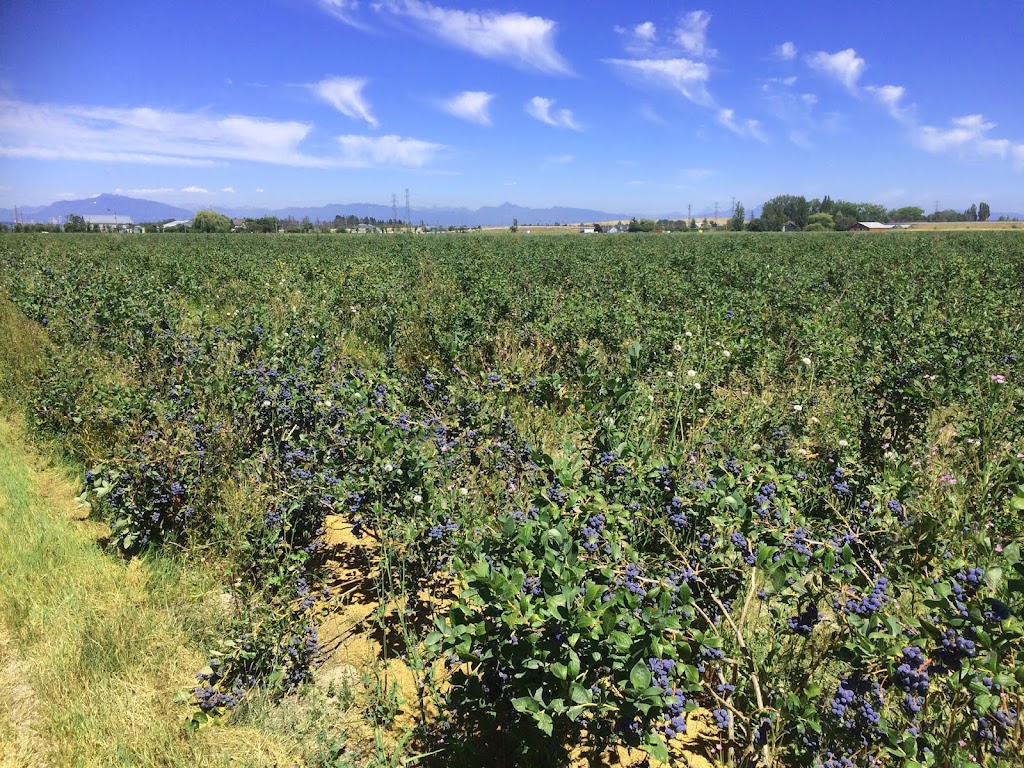 LeeBerry Farms | 6988 Ladner Trunk Rd, Delta, BC V4K 3N3, Canada | Phone: (604) 688-8999