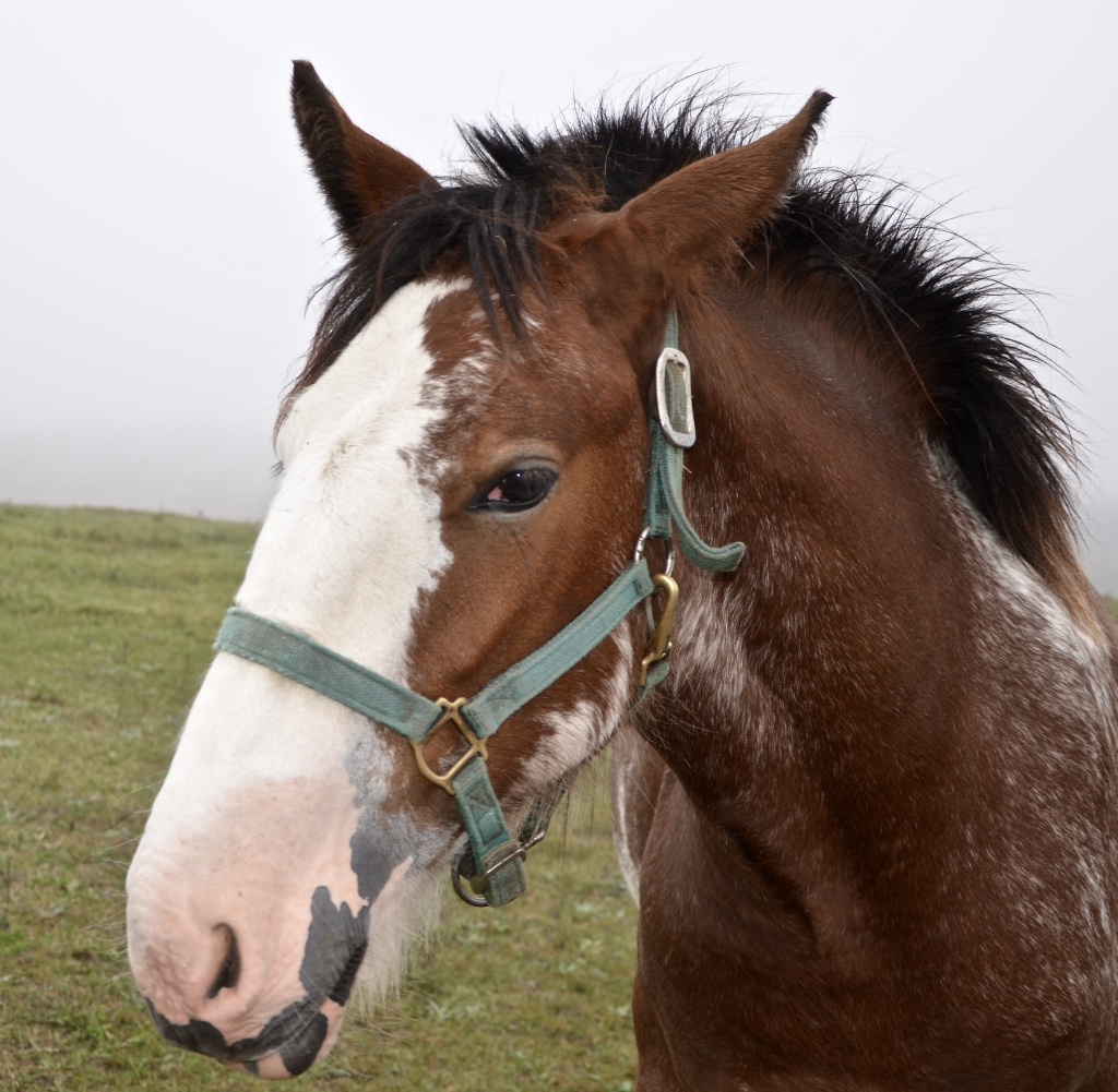 Sky Ridge Clydesdales | 386191 Side Rd 20, Mono, ON L9W 6V3, Canada | Phone: (519) 938-8958