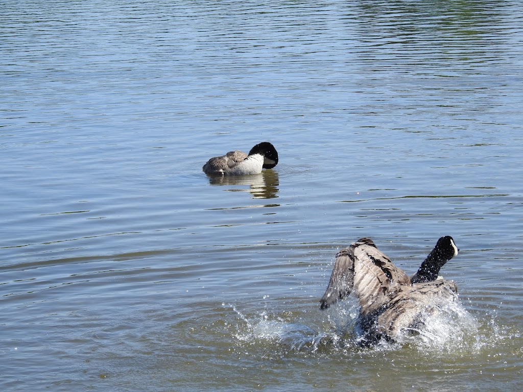 Beaumont fish pond | Fish pond, Beaumont, AB T4X 1P7, Canada | Phone: (403) 392-1185