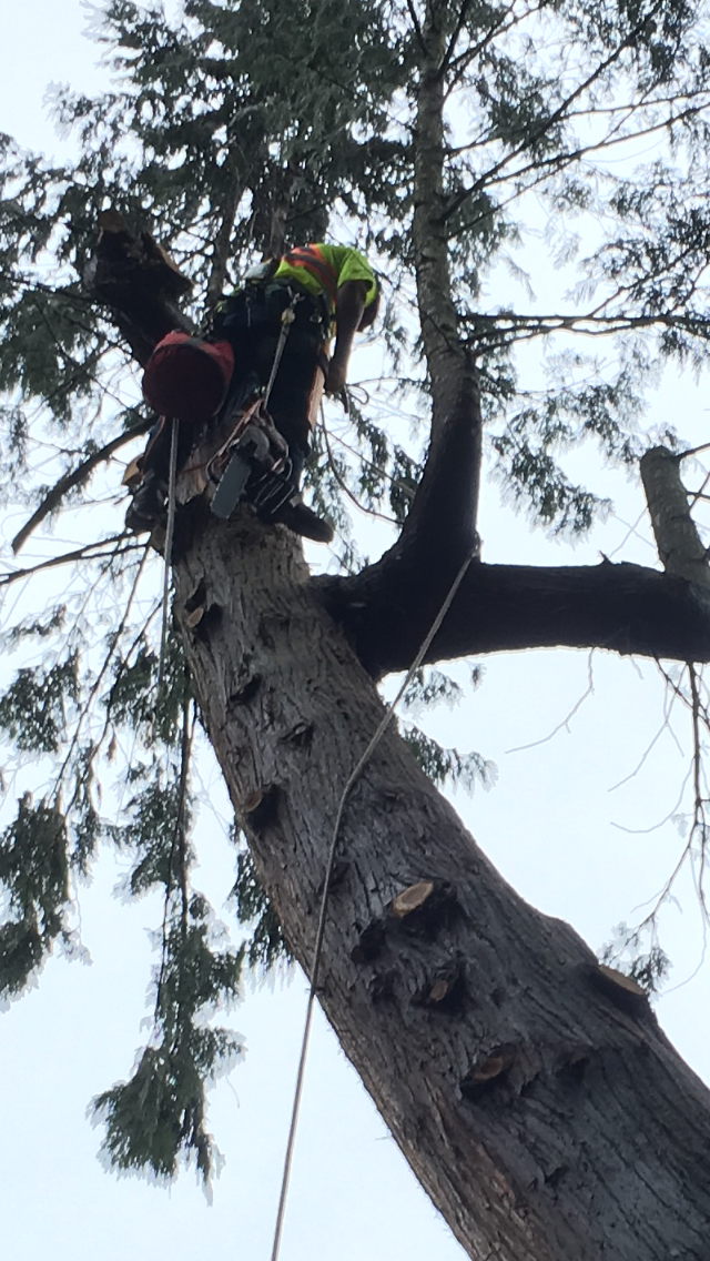 Great West Tree Service Trimming, Removals | 5859 168 St, Surrey, BC V3X 3X5, Canada | Phone: (604) 644-1510