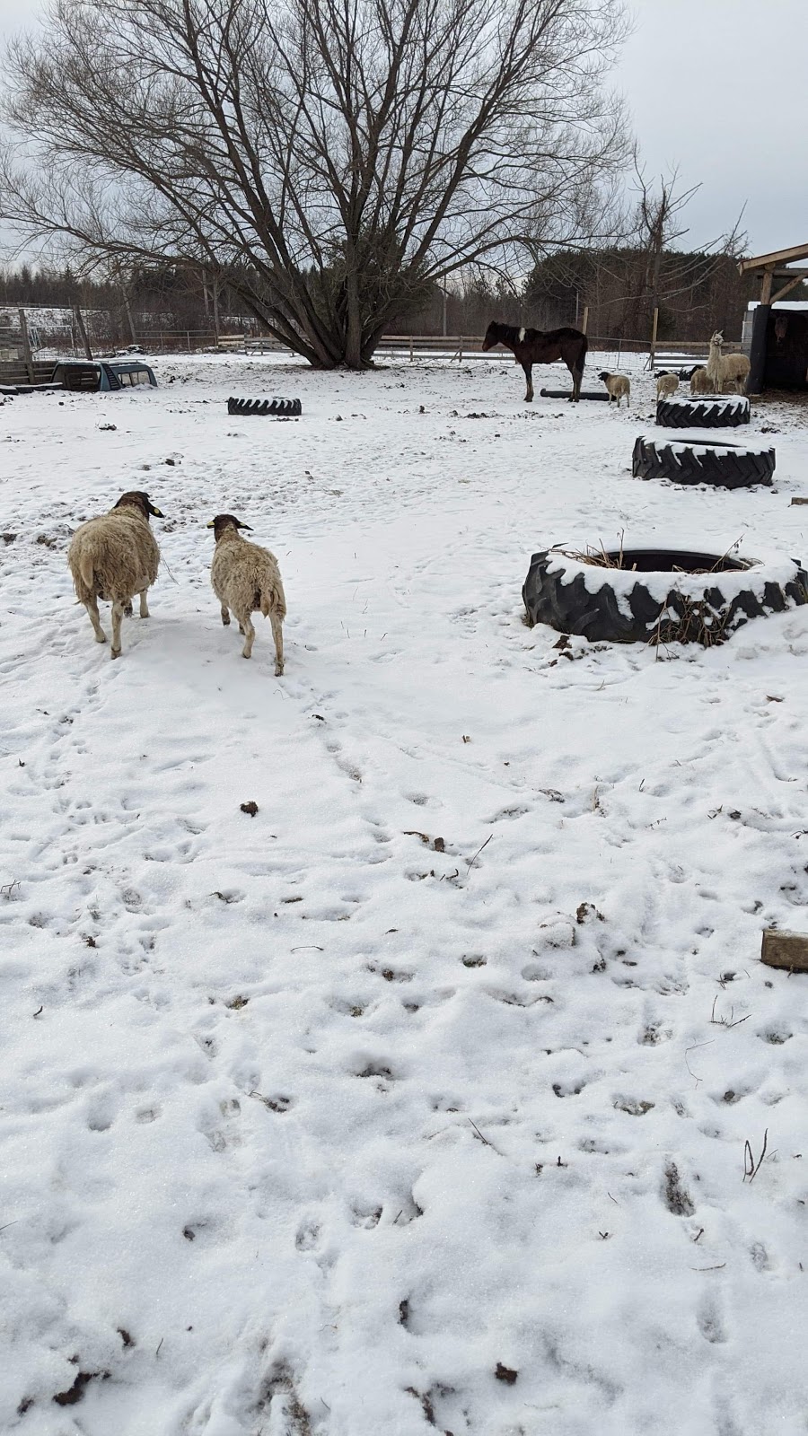 Éco Ferme Marie Moutons | 363 Rang dOrvilliers, Sainte-Anne-de-la-Pérade, QC G0X 2J0, Canada | Phone: (438) 274-0139