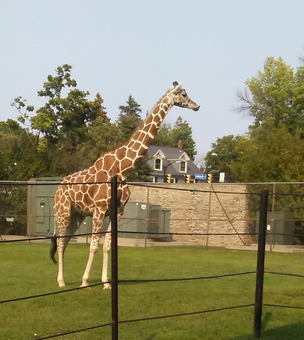 Tiger Exhibit at Buffalo Zoo | Buffalo, NY 14214, USA | Phone: (716) 837-3900