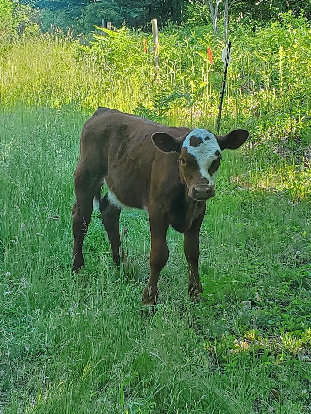 Joudreys Hilltop Farm | 40 Burgoyne Rd, Danesville, NS B4V 8N9, Canada | Phone: (902) 298-9451