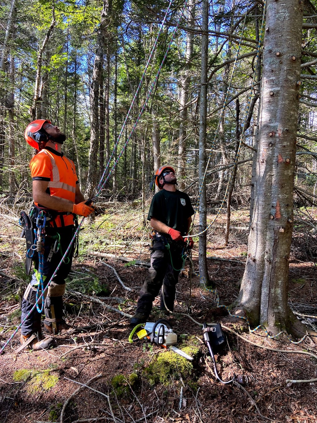 Nightingale Tree Service | 16 Nightingale Ln, Quispamsis, NB E2E 3T1, Canada | Phone: (506) 647-1055