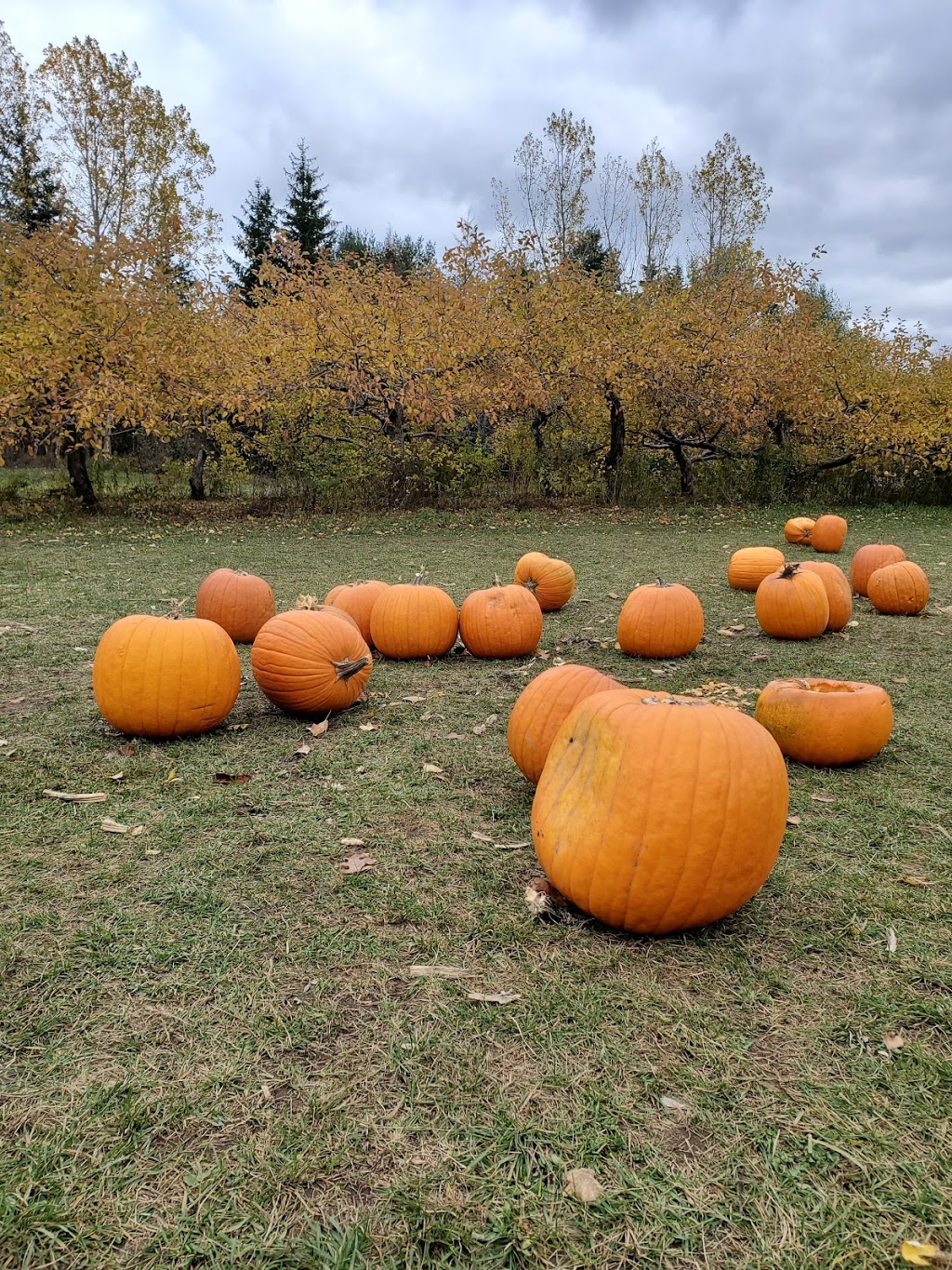 Log Cabin Orchard, closed until august 2021 | 6121 Cabin Rd, Osgoode, ON K0A 2W0, Canada | Phone: (613) 826-5081