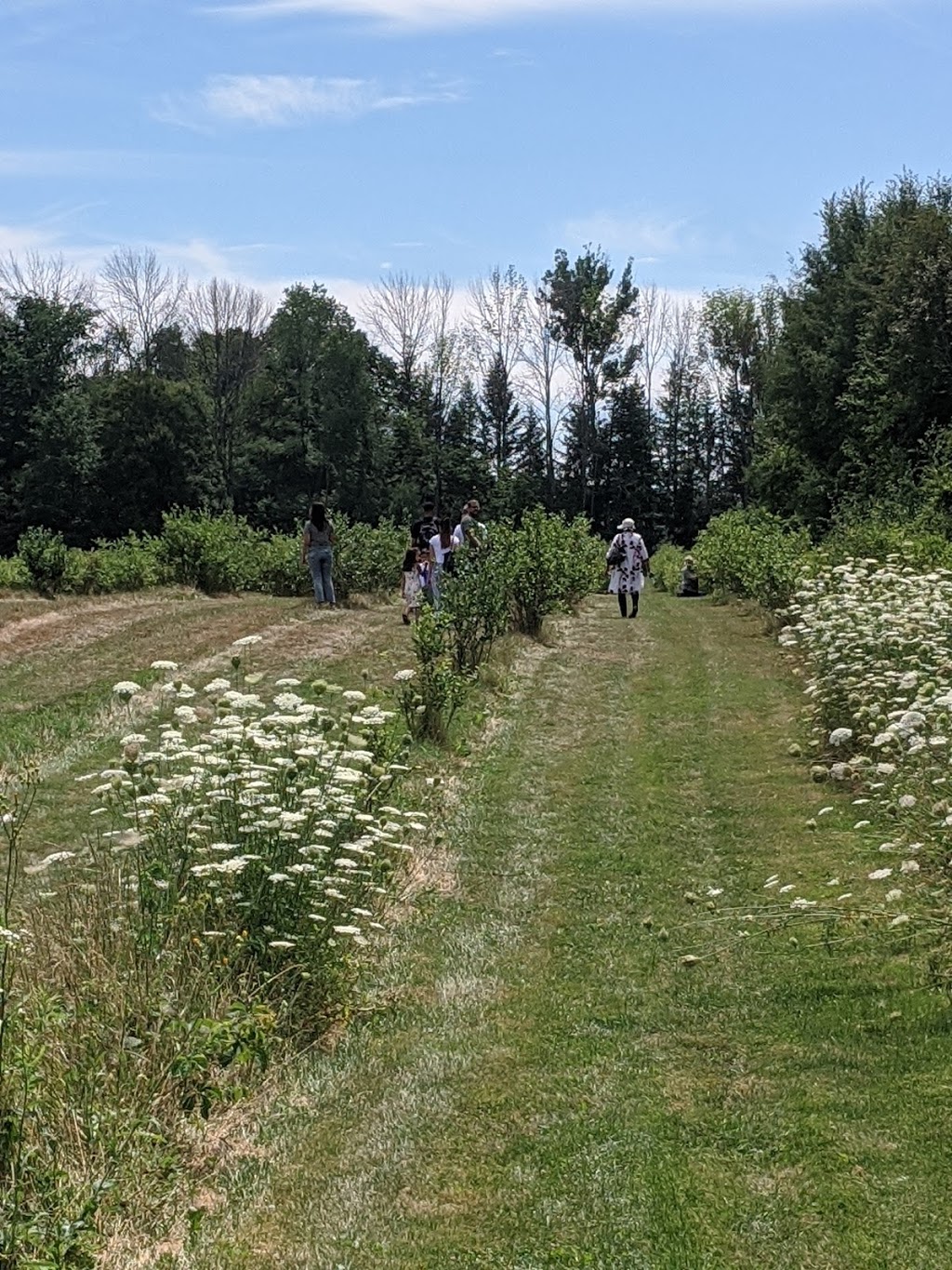 Meanwhile Blueberry Farm | 2779 Herald Rd, Sharon, ON L0G 1V0, Canada | Phone: (905) 392-7644