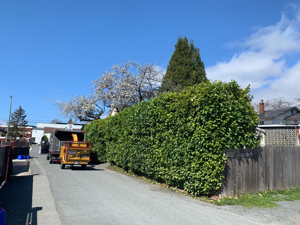 Bold Tree Service | 2937 224 St, Langley, BC V2Z 3B4, Canada | Phone: (778) 242-5094