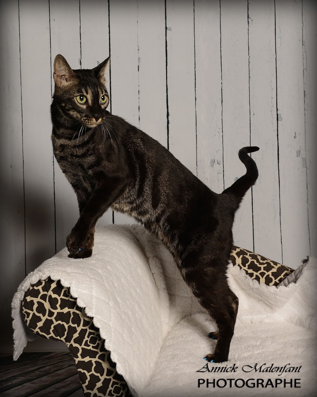 Bucephale Bengal | Quebec City, QC, Canada | Phone: (581) 983-1671