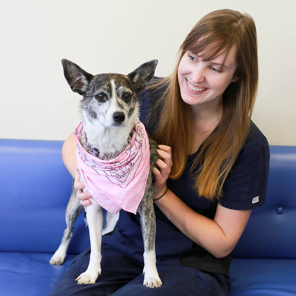 Blue Cross Animal Hospital | 132 Danforth Ave, Toronto, ON M4K 1N1, Canada | Phone: (416) 469-1121