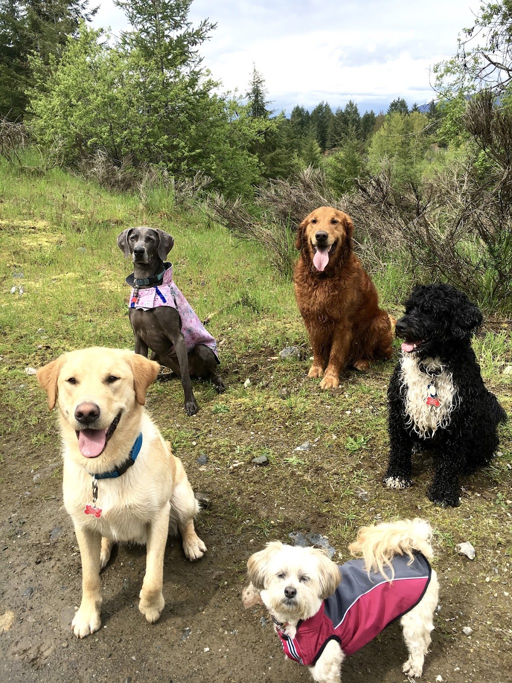 K9 Trekkers | Shawnigan Lake, BC V0R 2W3, Canada | Phone: (250) 516-8052