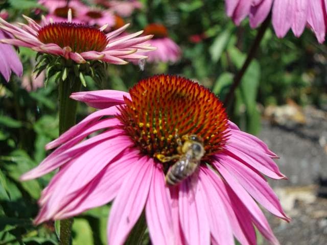 Earthwise Society Demonstration Garden and Farm | 6400 3 Ave, Delta, BC V4L 1B1, Canada | Phone: (604) 946-9828