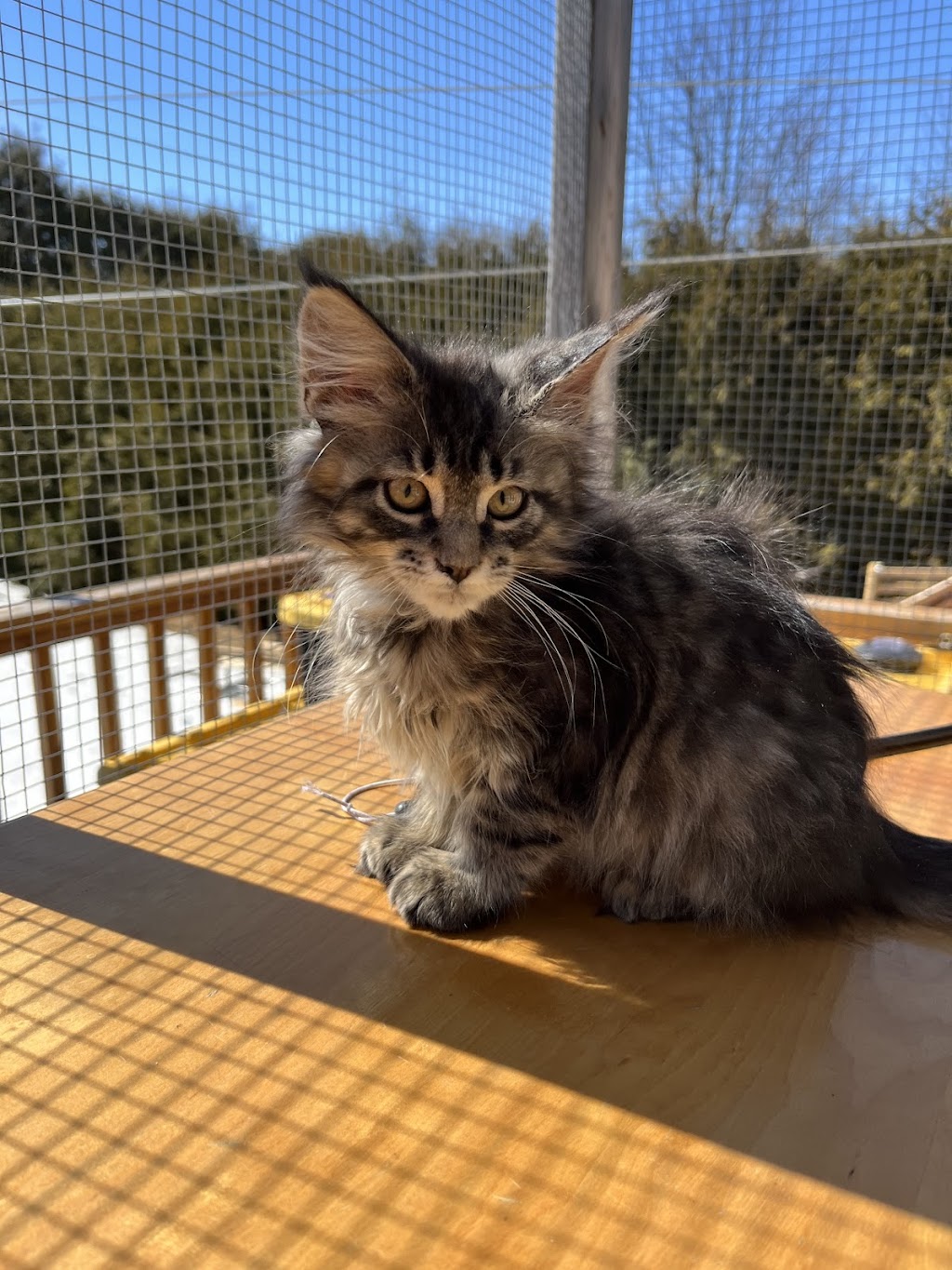 Mycoon, chatterie des Mainecoon | 4e Av, Deux-Montagnes, QC J7R 3B8, Canada | Phone: (438) 969-0380