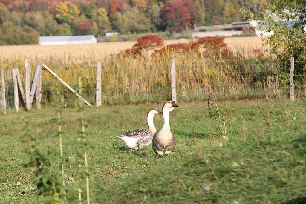 Rabouillere | 1073 Rang de lÉgypte, Saint-Valérien-de-Milton, QC J0H 2B0, Canada | Phone: (450) 793-4998