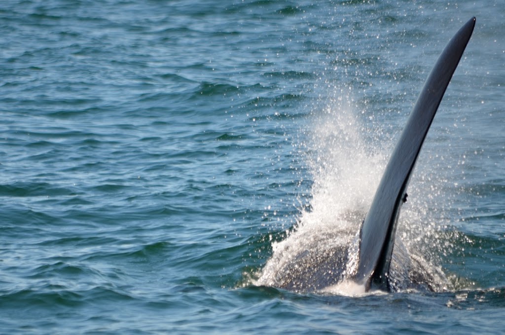 Spirit of Orca Whale Watching & Wildlife Tours | Spring Street Landing, Friday Harbor, WA 98250, USA | Phone: (360) 378-0302